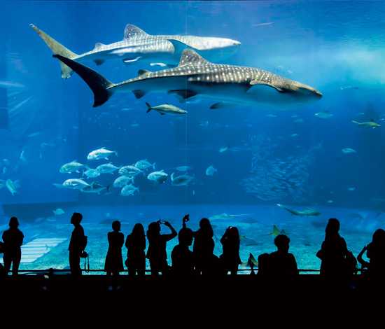 美ら海水族館