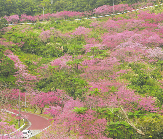 八重岳桜の森公園