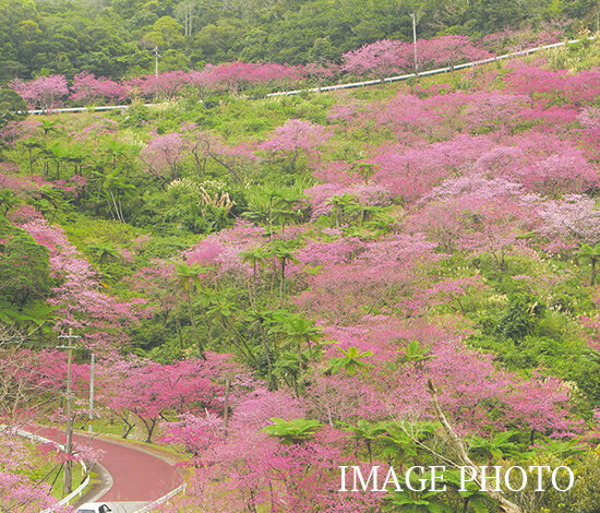 プレサンスロジェ名護宇茂佐ヴォール 八重岳桜の森公園